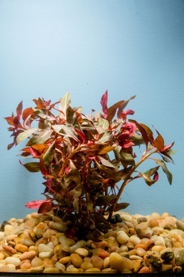 Picture of LEADED BUNCHES: LUDWIGIA PERUENSIS