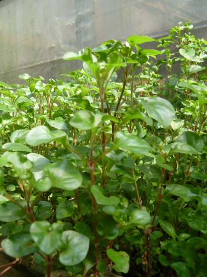 Picture of LEADED BUNCHES: FLORIDA RUFFLE (NO. OK)
