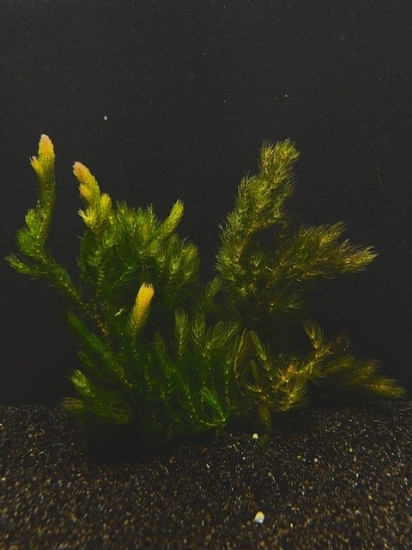 Picture of LEADED BUNCHES: POGOSTEMON STELLATUS NARROW