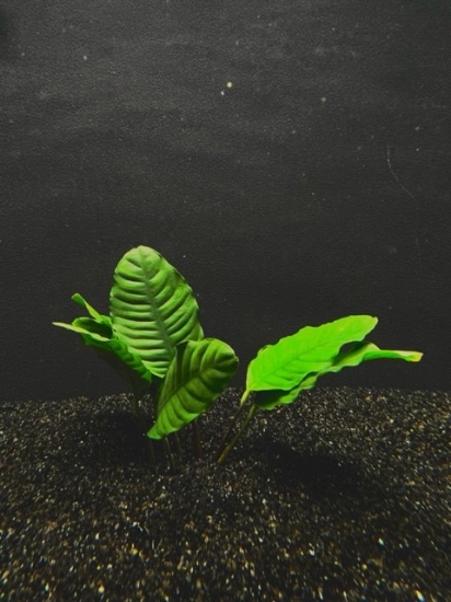 Picture of ANUBIAS: COFFEEFOLIA MEDIUM