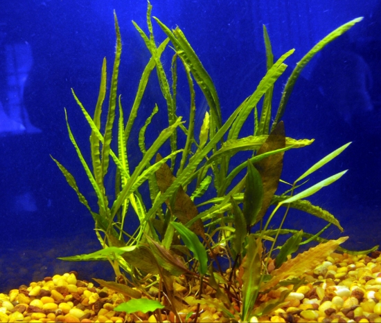 Picture of CRYPTOCORYNE: ASSORTED SM 