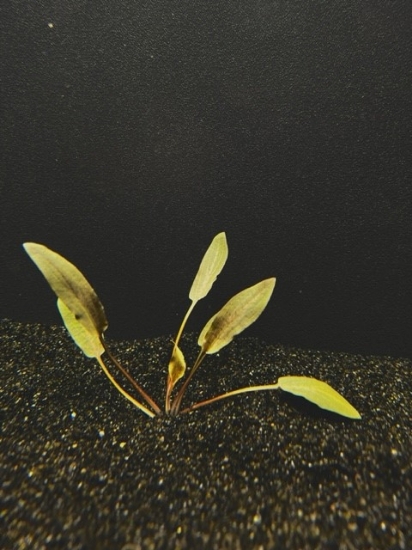Picture of CRYPTOCORYNE: BECKETTII SM 