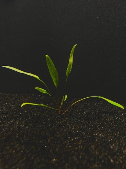 Picture of CRYPTOCORYNE: LUCENS MEDIUM