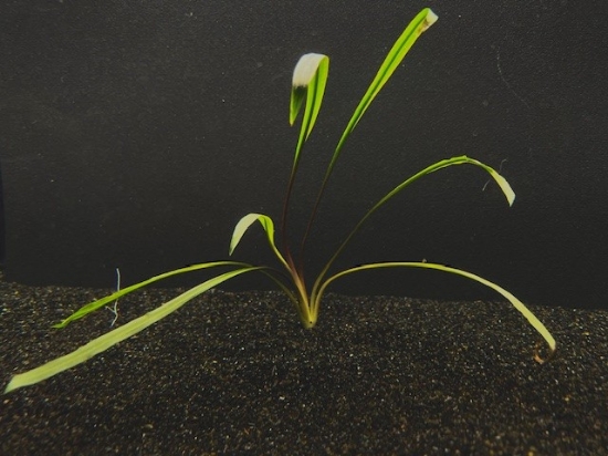 Picture of CRYPTOCORYNE: SPIRALIS LG 