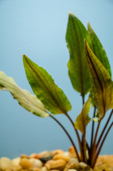 Picture of CRYPTOCORYNE: UNDULATA LG 