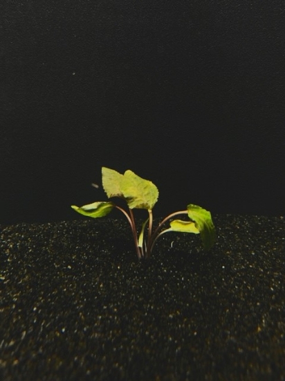Picture of CRYPTOCORYNE: WENDTII BROWN MD 