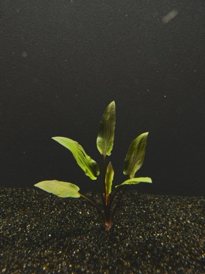 Picture of CRYPTOCORYNE: WENDTII RED SM 