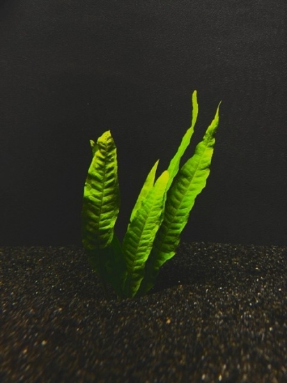 Picture of FERN: JAVA FERN NARROW-LEAF 