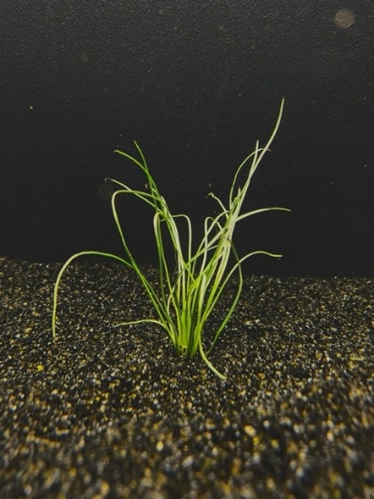 Picture of PLANT MISC: LITTORELLA UNIFLORA 