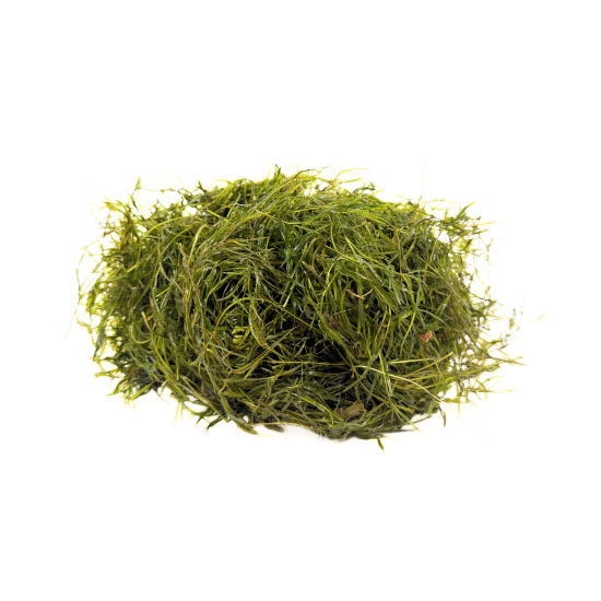 Picture of PLANT SOLD BY WEIGHT: GUPPY GRASS 1/4IB 