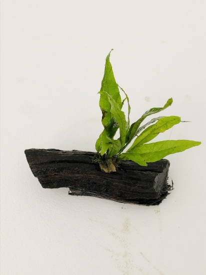 Picture of JAVA FERN ON WOOD LG 
