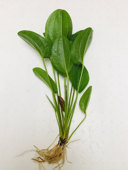 Picture of SWORD: HARBICH MD 