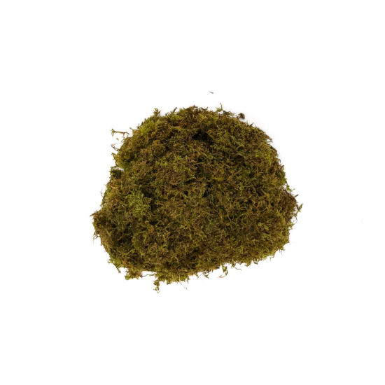 Picture of PLANT SOLD BY WEIGHT: CHRISTMAS MOSS 1IB
