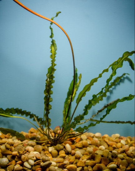 Picture of APONOGETON-FANCY: LONGIPLUMULOSUS MEDIUM