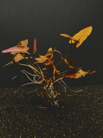 Picture of DWARF AQUARIUM LILY LG 