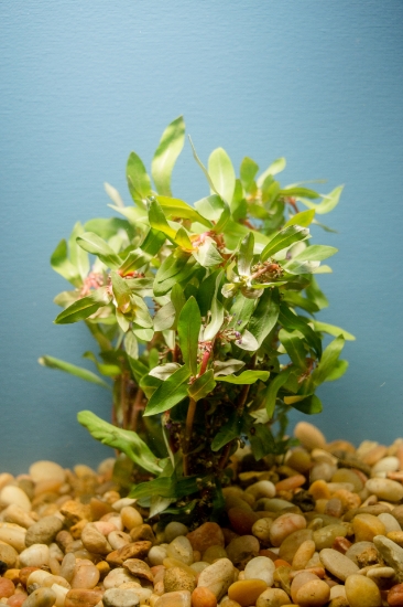 Picture of LEADED BUNCHES: AMMANIA SENEGALENSIS 