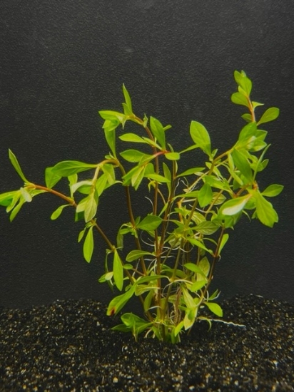 Picture of LEADED BUNCHES: LUDWIGIA PALUSTRIS