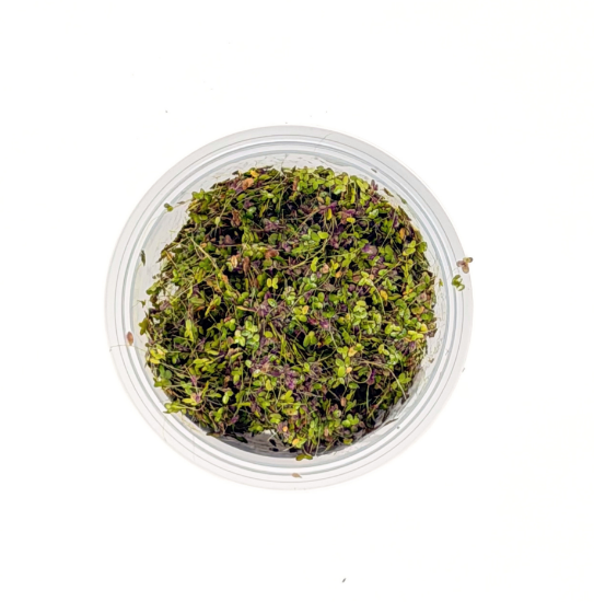 Picture of SURFACE VARIATES: BY POUND - DUCKWEED