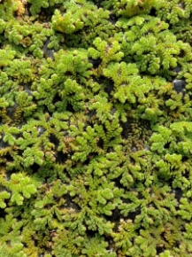Picture for category FLOATING VARIETIES - SOLD BY POUND
