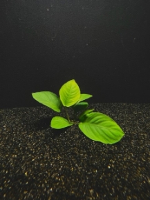 Picture for category ANUBIAS