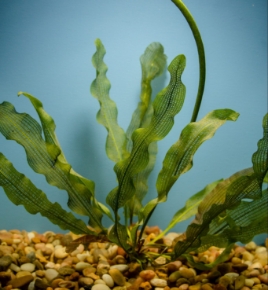 Picture for category APONOGETON - FANCY