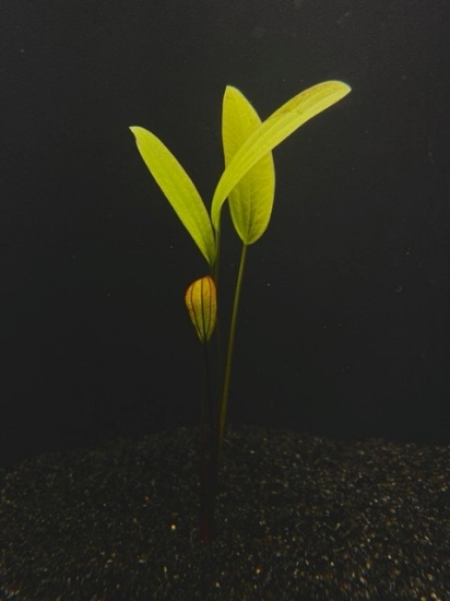 Picture of SWORD: ROSE MD