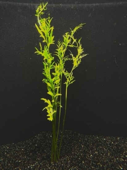 Picture of FERN: WATER SPRITE (INDIAN FERN) MEDIUM (NO. CANADA)