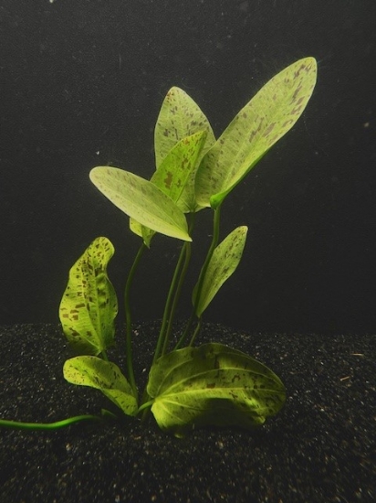 Picture of SWORD: OZELOT GREEN LG 