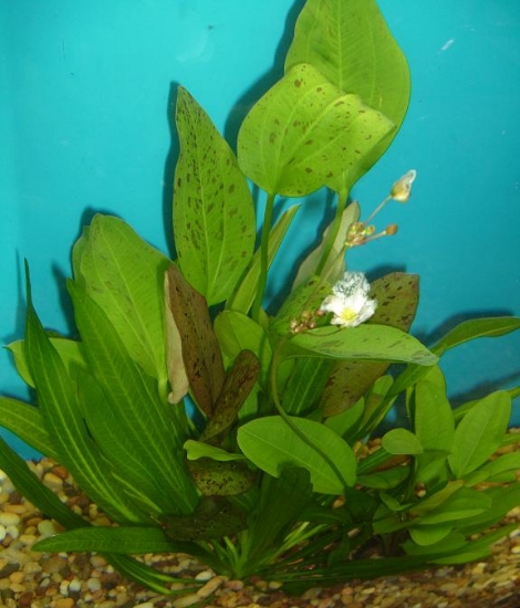 Picture of POTTED-ASSORTMENT: TRUE AQUATIC - SWORDS EXTRA PREMIUM 