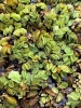 Picture of SURFACE VARIATES: BY POUND - SALVINIA 1/4IB (NO. CANADA, MA, LA, OH, OK, TX, IL, NC, FL)