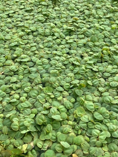 Picture of SURFACE VARIATES: BY POUND - RED ROOT FLOATER 1/2 LB 