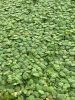 Picture of PLANT SOLD BY WEIGHT: RED ROOT FLOATER 1 LB 