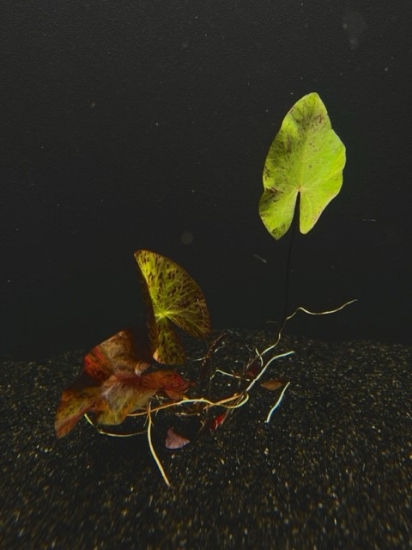 Picture of TIGER LOTUS MD