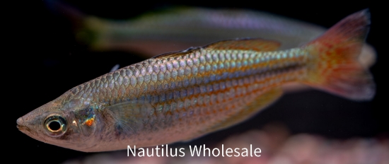 Picture of RAINBOW: AUSTRALIAN *ON SPECIAL*