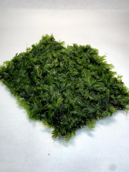Picture of FISSIDENS FONTANUS 3"X3"
