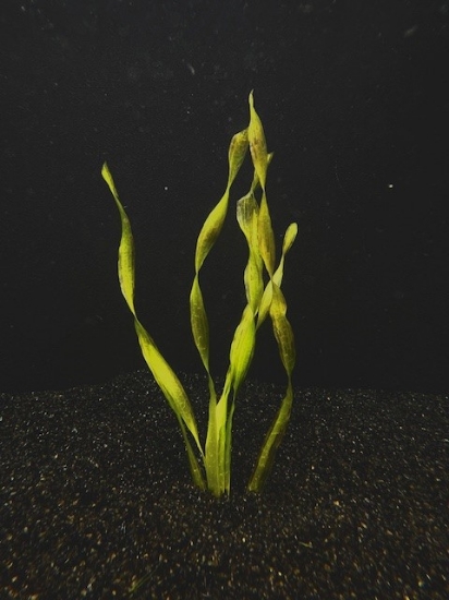 Picture of VALLISNERIA: CORKSCREW BUNCHED