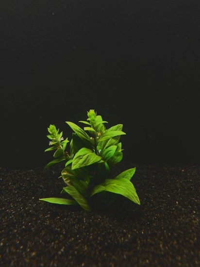 Picture of STAUROGYNE 'PORTO VELHO'