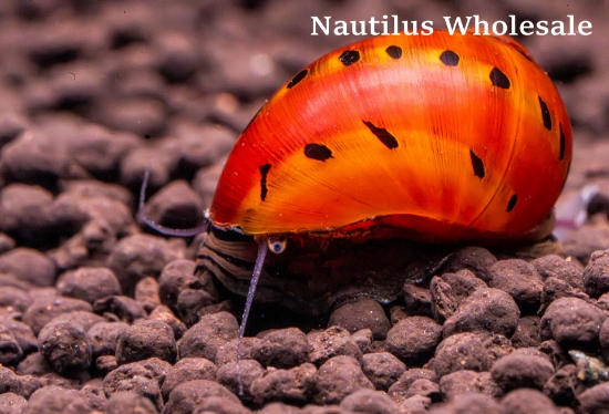 Picture of SNAIL: RED SPOT NERITE (FL BRED)
