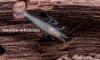 Picture of SHRIMP: AMANO