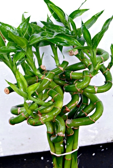 Picture of BOG PLANTS-BAREROOT: LUCKY BAMBOO WITH CURL