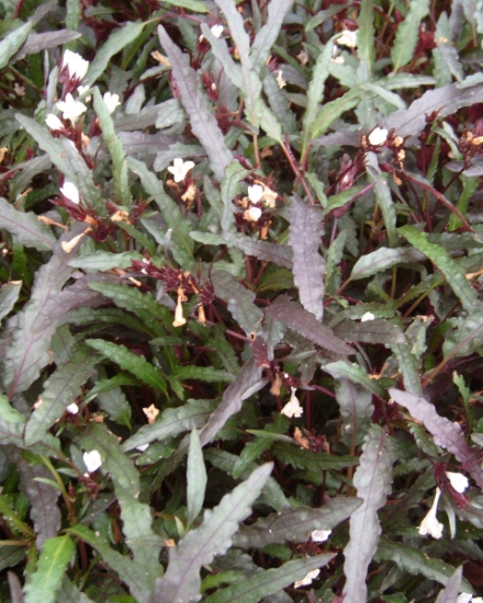 Picture of LEADED BUNCHES: DRAGON TONGUE (FLAME)
