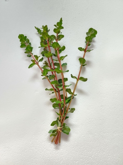 Picture of LEADED BUNCHES: ROTALA BLOOD RED