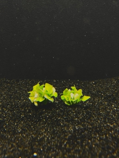 Picture of ANUBIAS: NANA GOLDEN CLUMP