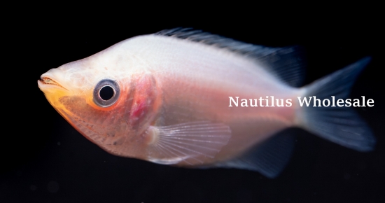 Picture of GOURAMI: KISSER PINK