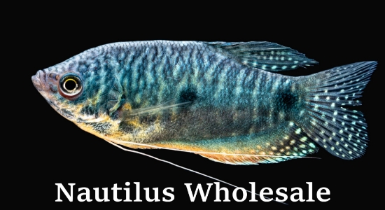 Picture of GOURAMI: BLUE REG