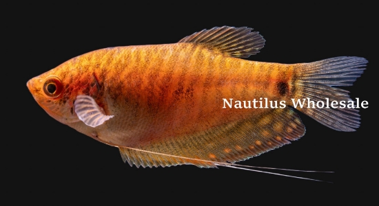 Picture of GOURAMI: GOLD