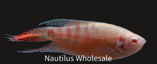 Picture of GOURAMI: PARADISE ALBINO (FL BRED)
