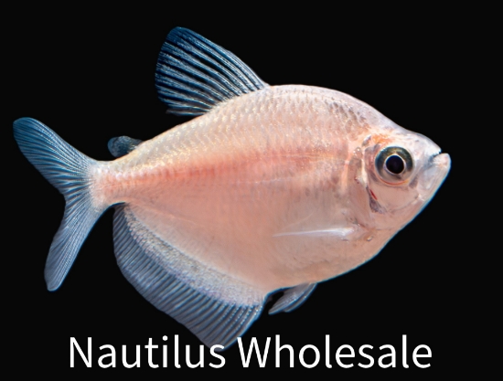 Picture of TETRA: WHITE SKIRT *EDLP SPECIAL*