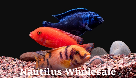 Picture of AFRICAN: MBUNA ASSORTED LG