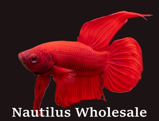 Picture of BETTA: MALE